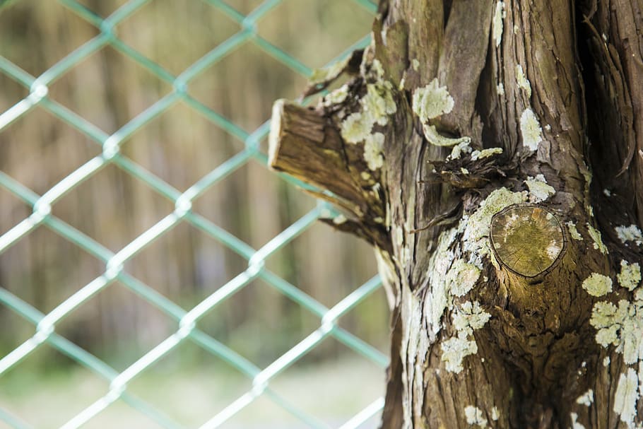 wood, snare, lonely, stubborn, indifferent, tree, tree trunk, HD wallpaper