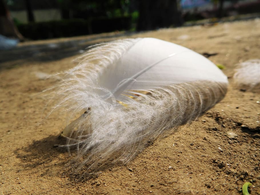 feather, sand, white, bird, nature, close-up, no people, vulnerability HD wallpaper