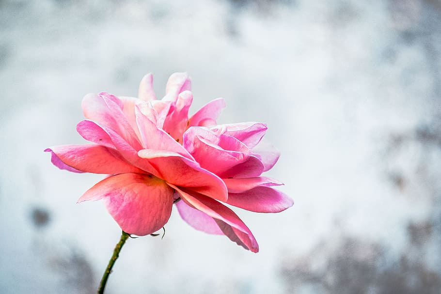 Close-Up Photography of Flower, beautiful, bloom, blooming, blur HD wallpaper