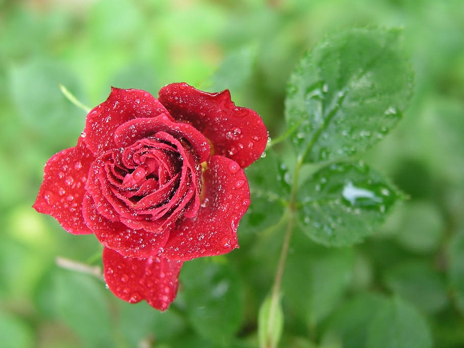 red rose, nature, flower, leaf, flora, garden, petal, blooming HD wallpaper