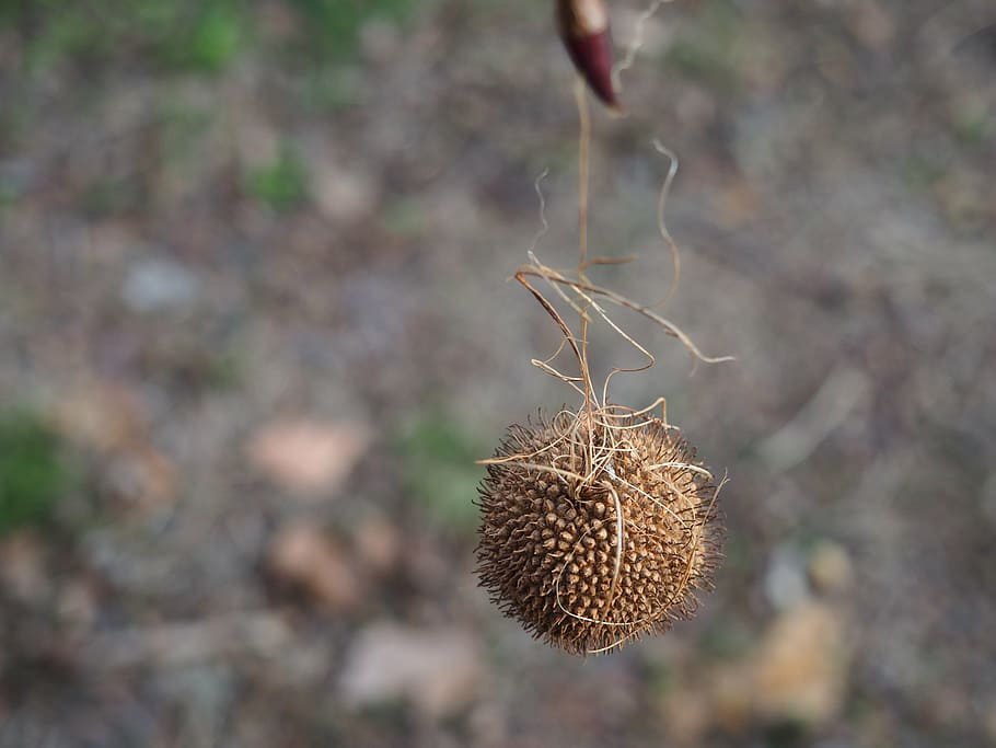 tree, seeds, exotic, nature, branch, branches, fruits, autumn HD wallpaper