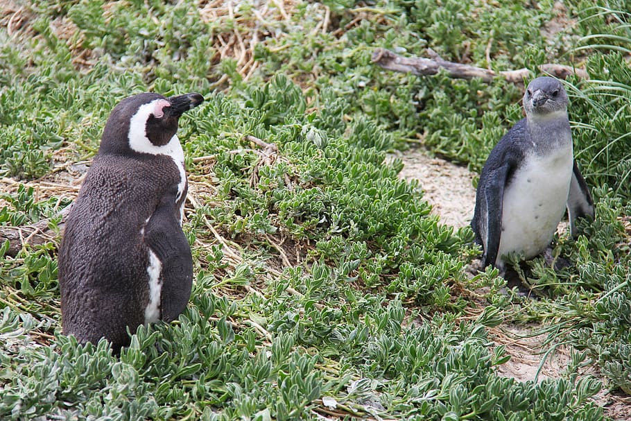 Penguin, Cute, Cuddly, Beautiful, Beach, boulders beach, penguins HD wallpaper
