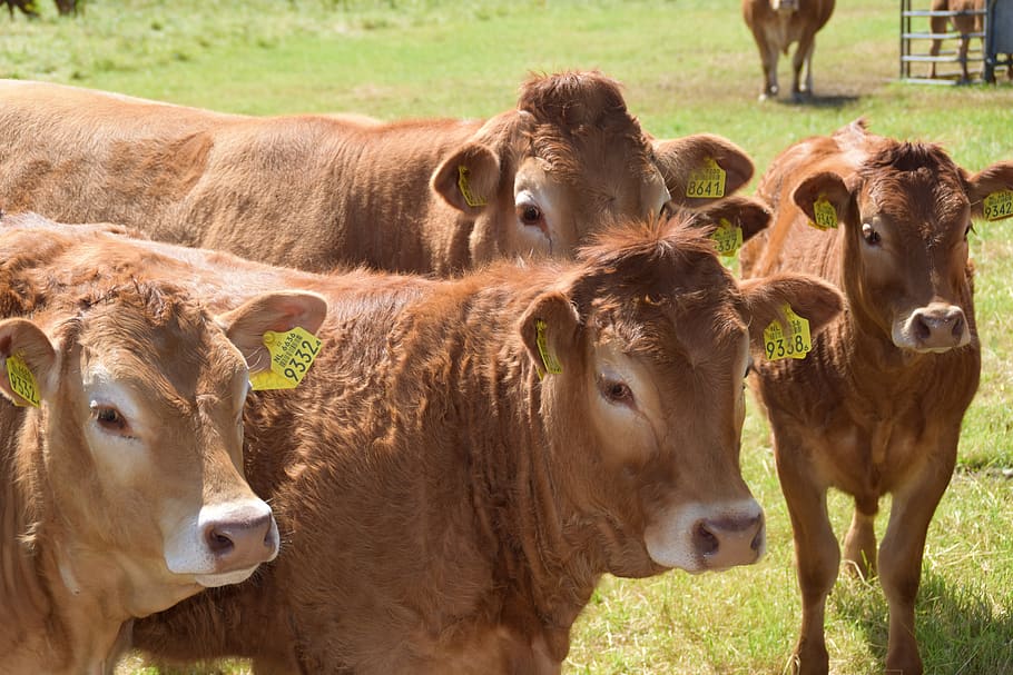 cow, cows, landscape, cattle, mammal, domestic animals, livestock HD wallpaper