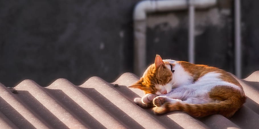 cat, asleep, animals, domestic, domestic animals, mammal, pets HD wallpaper