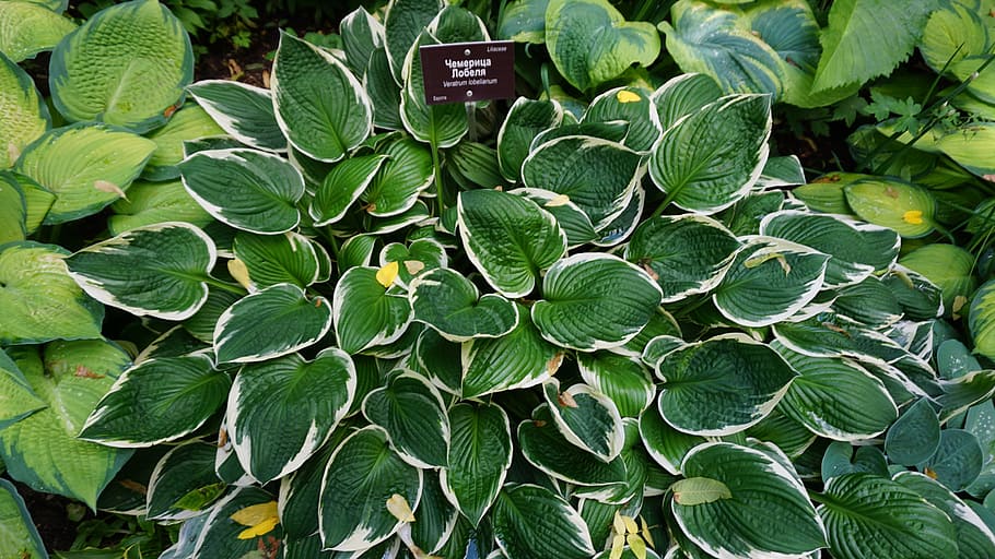 grass, green, nature, blue, green grass, summer, meadow, plant HD wallpaper