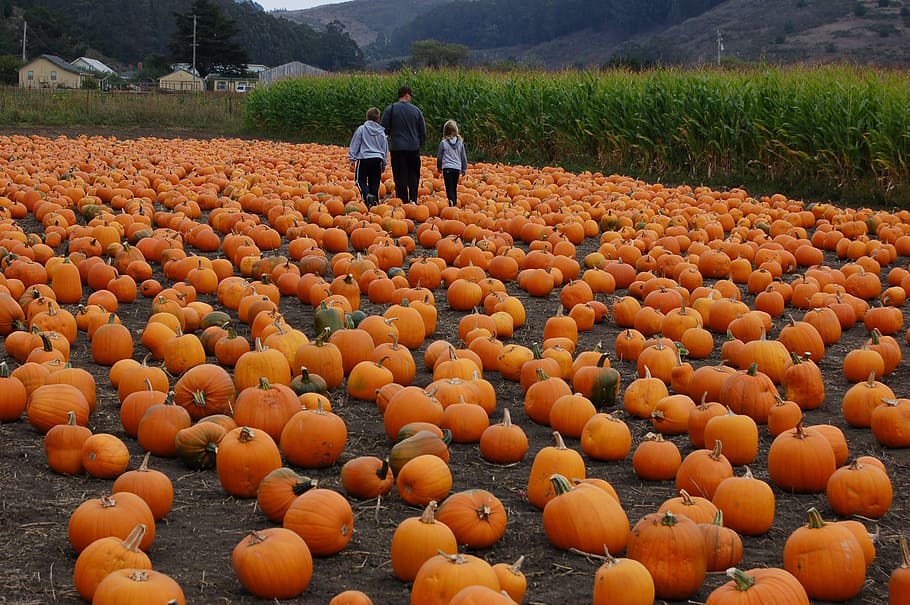 HD wallpaper: pumpkin patch, autumn, halloween, fall, harvest, vegetable.