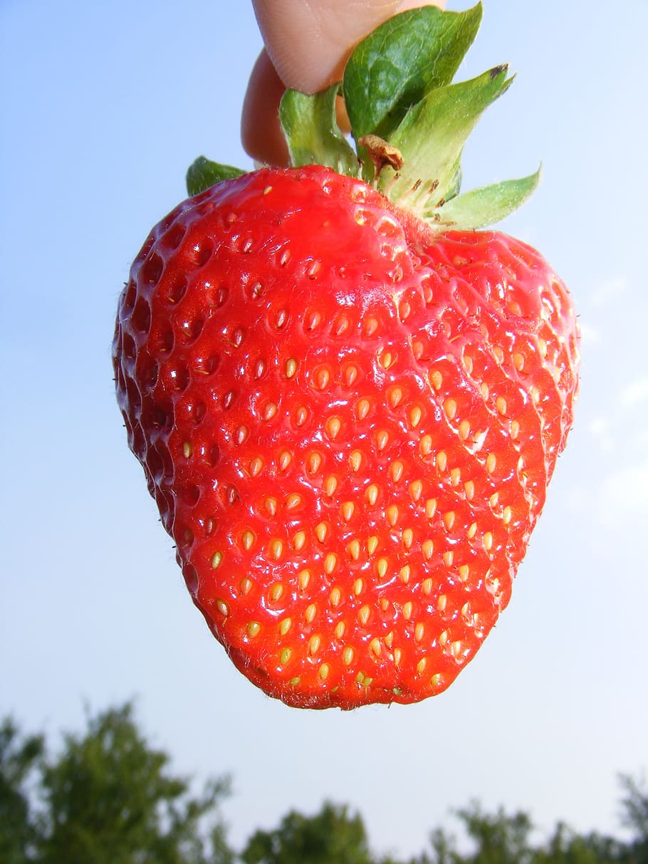 strawberry, red, fruit, fresh, food, dessert, sweet, tasty HD wallpaper