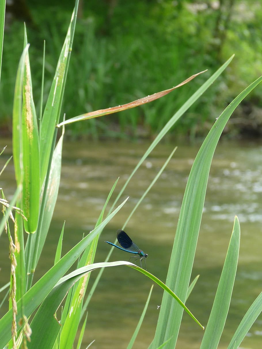 River, Dragonfly, Nature, Insect, one animal, animals in the wild HD wallpaper