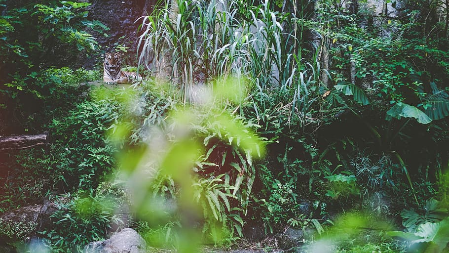 green plants, photo of tiger lying near green leaf plants during daytime HD wallpaper