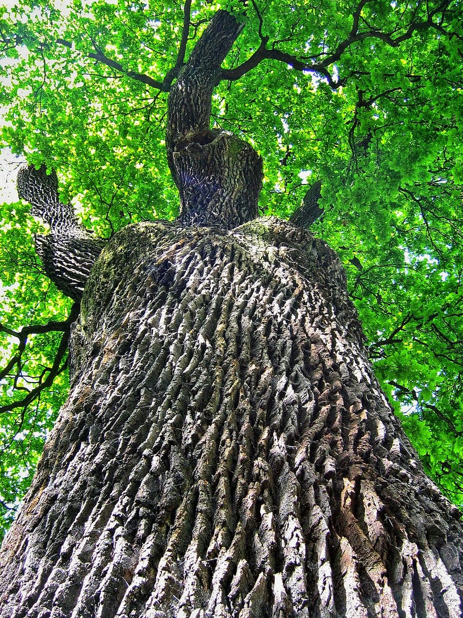 oak, oaks, tree, the bark, trunk, the power of, the strength of the HD wallpaper
