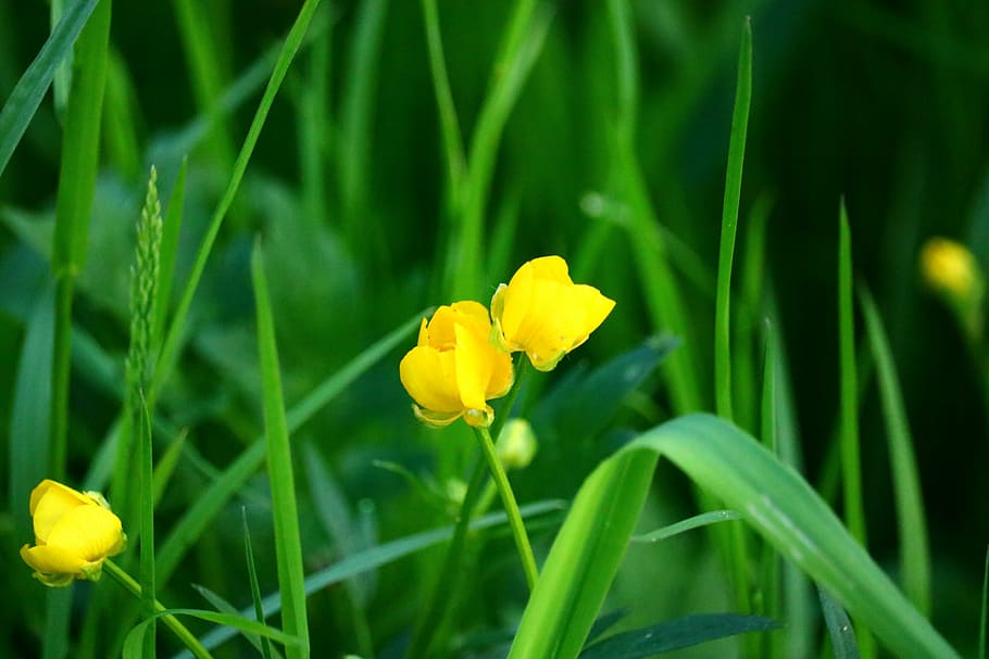 buttercup, meadow, close, spring, nature, yellow, flowers, flowering plant HD wallpaper