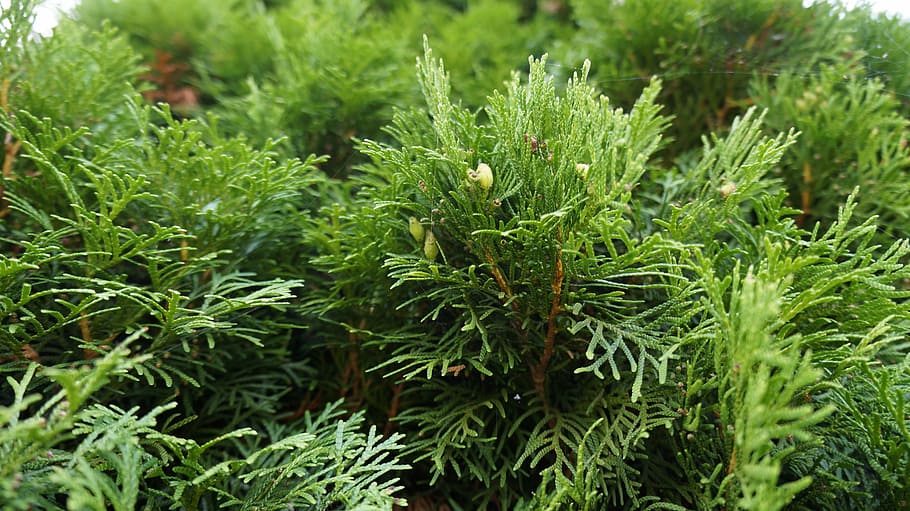 tree, green, nature, landscape, plant, green color, growth HD wallpaper