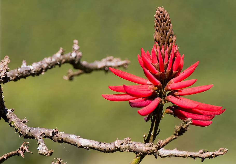 flower, branch, tree, nut, floral, plant, natural, blossom HD wallpaper
