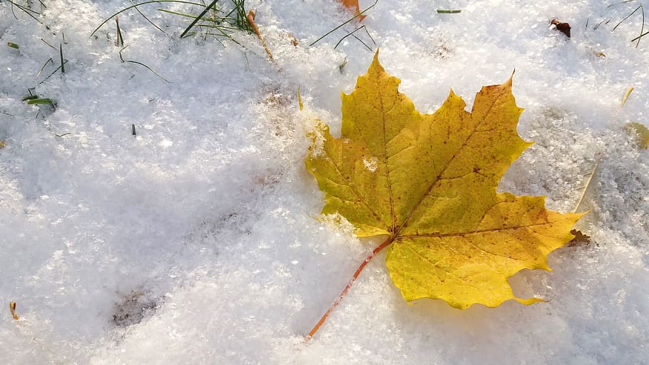 Fall, Winter, Snow, Leaf, autumn, fall leaves, november, yellow HD wallpaper