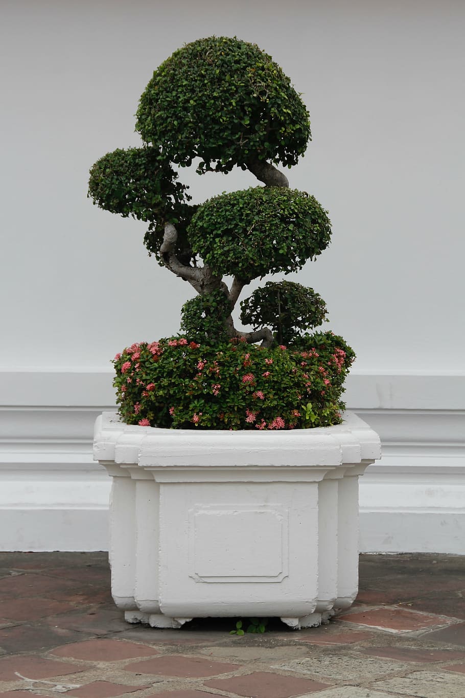green bonsai plant on white pot, tree, bäumchen, leaves, grow HD wallpaper