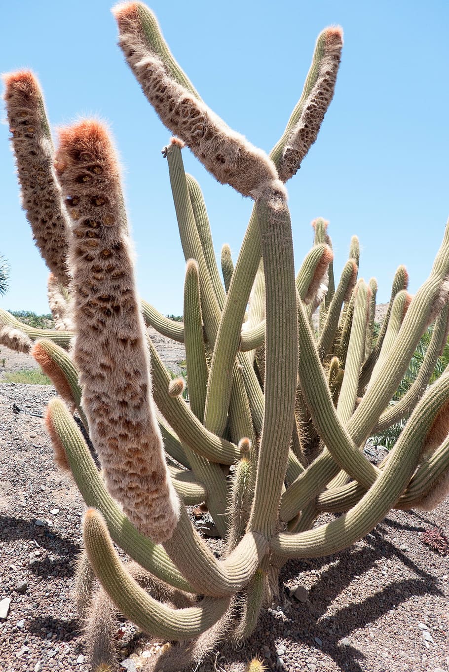 cactus, plant, close, nature, no people, succulent plant, day HD wallpaper