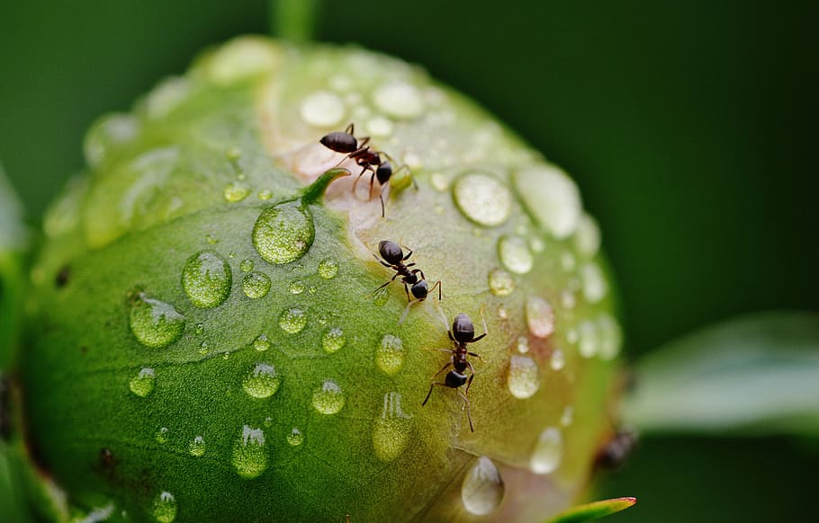 shallow focus photo of three black ants, peony, bud, rain, drip HD wallpaper