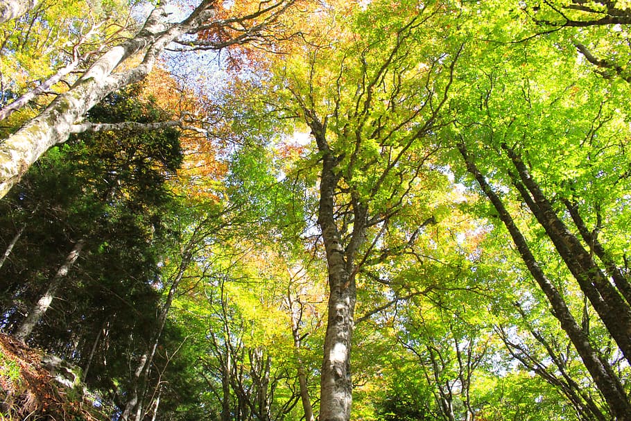 fall, tree, color, forest, immersion, petit, fall colors, warm colors HD wallpaper