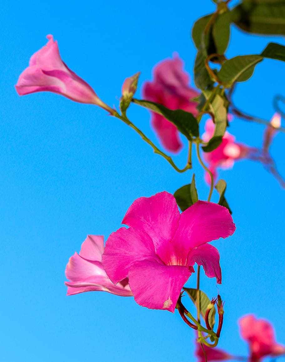 tilt lens photography of pink flowers, spring, azalea pink, nature