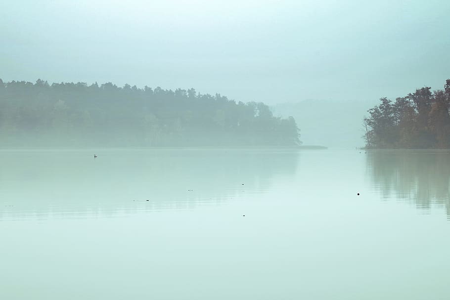 lake, the fog, pond, reflection, forest, tree, morning, water, HD wallpaper