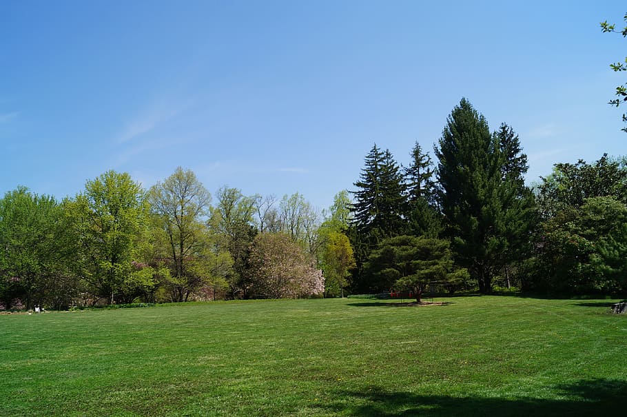 green trees on grass field at daytime, Yard, Landscape, park