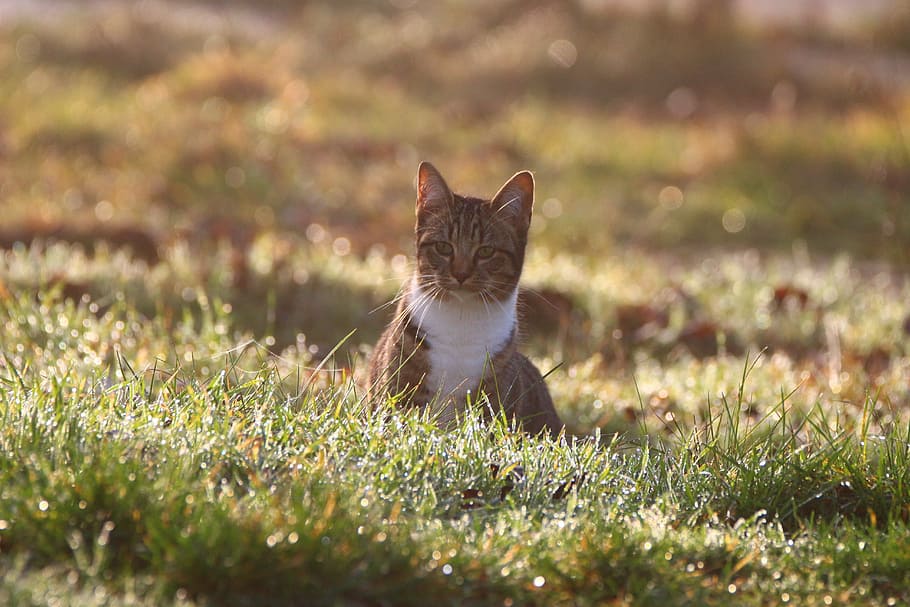 Cat, Kitten, Meadow, Grass, morgentau, fog, young cat, cat baby HD wallpaper