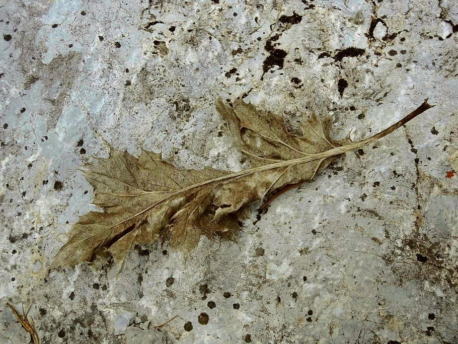 leaf, stone, rock, nature, close-up, animal, no people, animal themes HD wallpaper