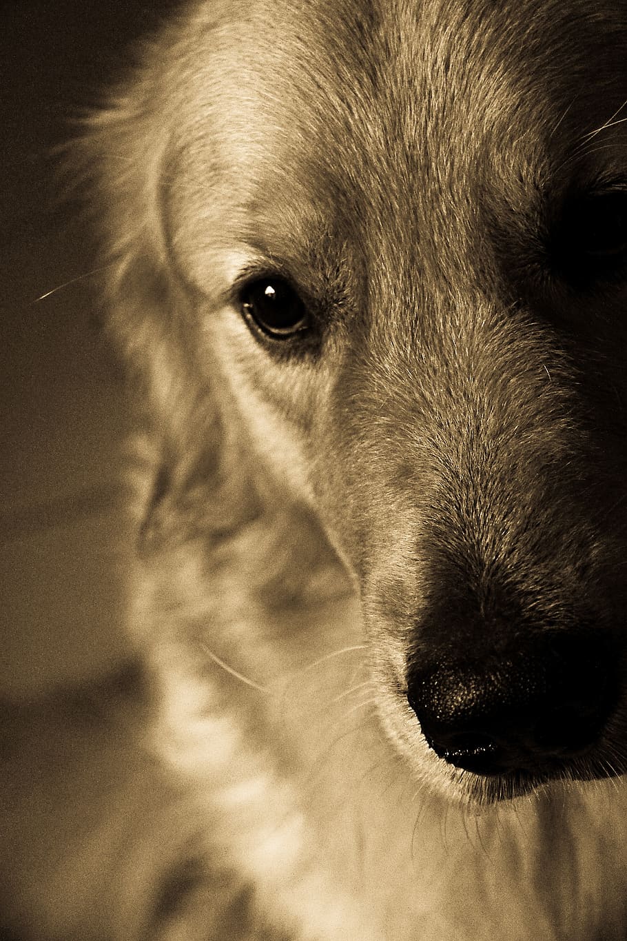 dog, look, one animal, mammal, canine, domestic, animal themes HD wallpaper