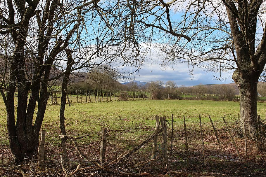 tree, sky, cloud, nature, plant, bare tree, land, field, tranquility HD wallpaper