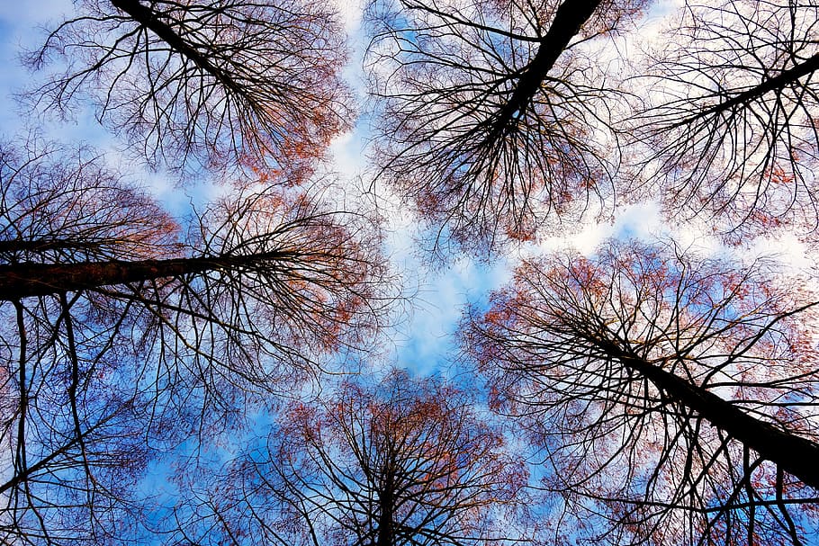 brown leafed trees in low angle photography, tree tops, branches HD wallpaper