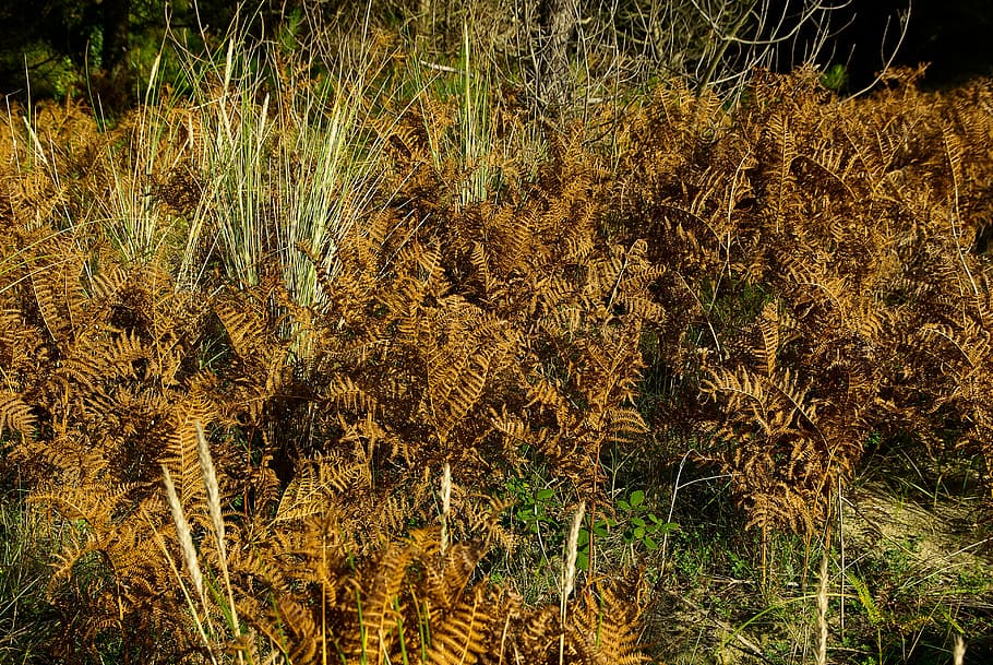 ferns, vegetation, fall, blue, backgrounds, no people, textured HD wallpaper