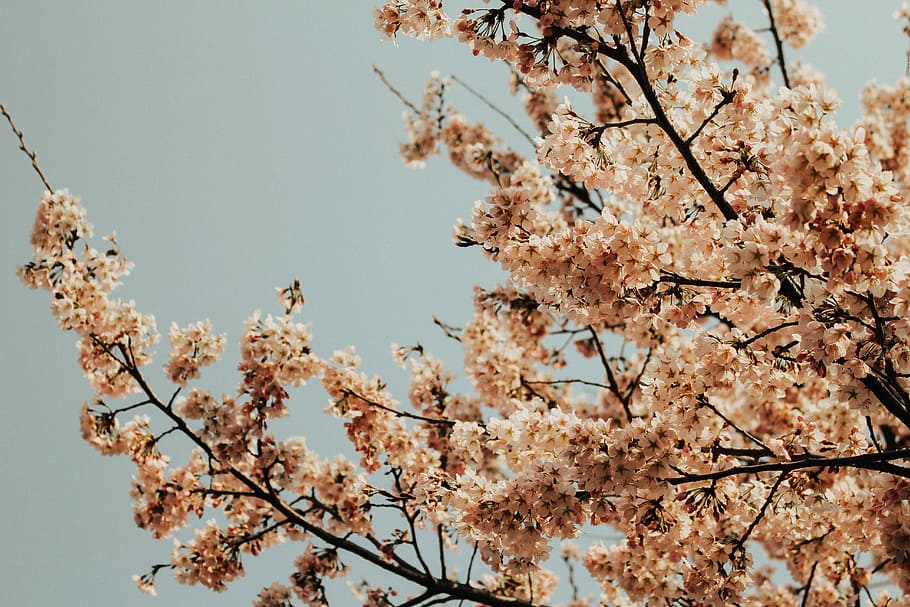 Cherry Blossom tree, beige leafed tree under gray sky, branch HD wallpaper