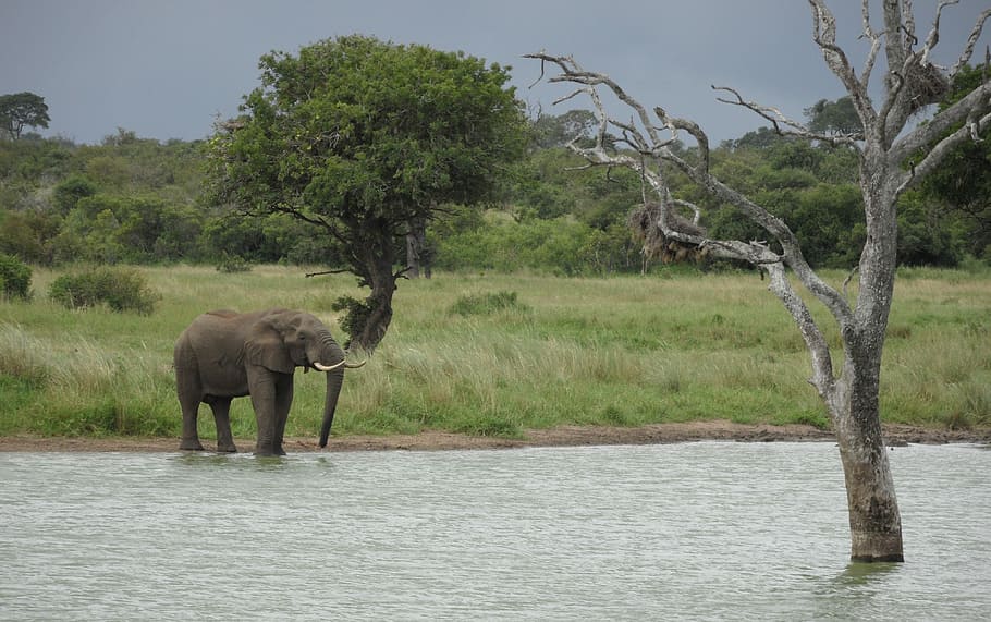 gray elephant standing on body of water, nature, tree, travel, HD wallpaper