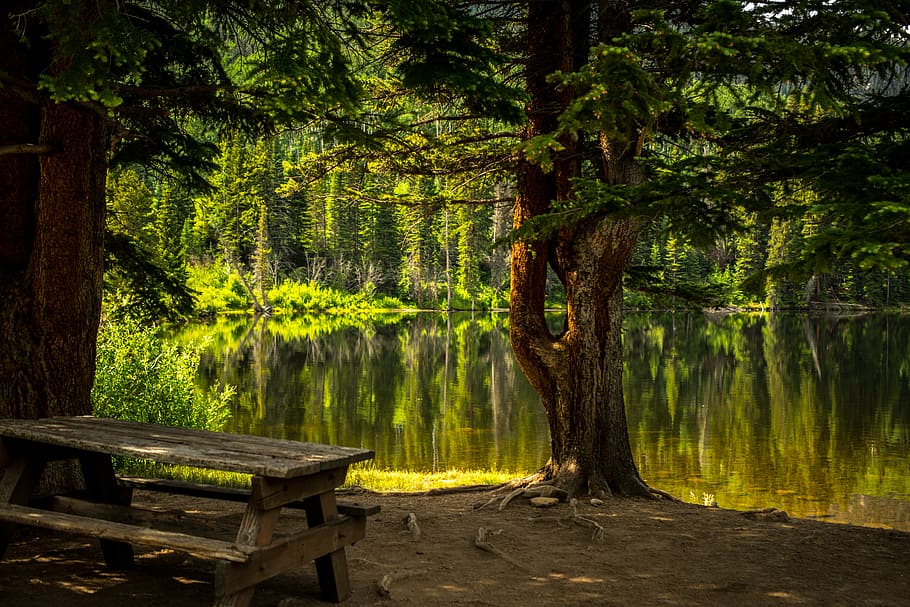 green tree near lake, bench, dawn, fall, grass, landscape, leaf HD wallpaper