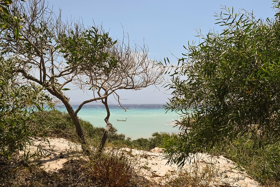 trees, dunes, landscape, scenery, sea, blue, nature, makronissos HD wallpaper
