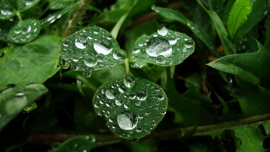 Spring, Fresh, rosa, drop, nature, green Color, dew, leaf, wet HD wallpaper