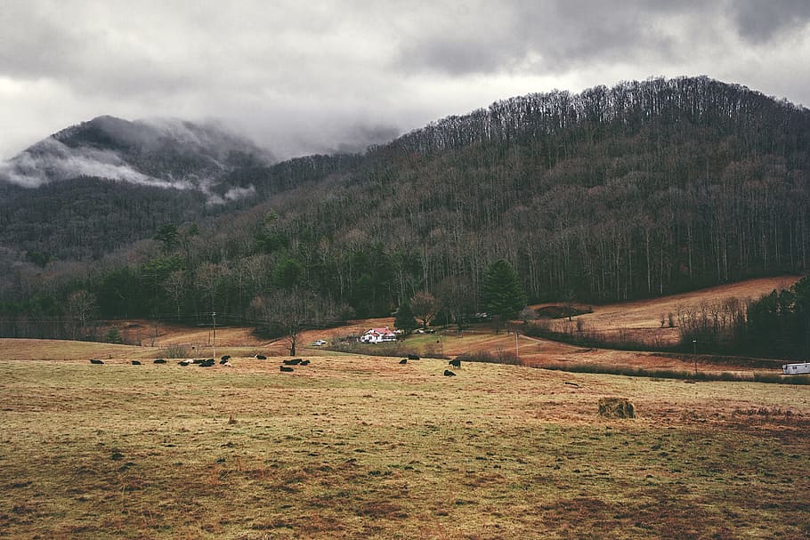 grass field under cloudy sky during daytime, grass field and forest HD wallpaper