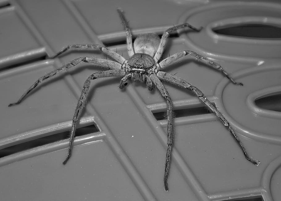 insects, spider, animals, animal themes, animal wildlife, animals in the wild HD wallpaper