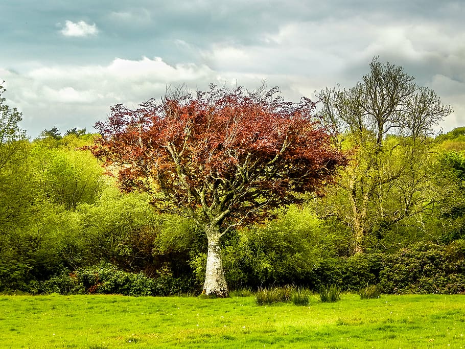 tall brown leaves tree surround by tall trees under white clouds taken during daytime HD wallpaper