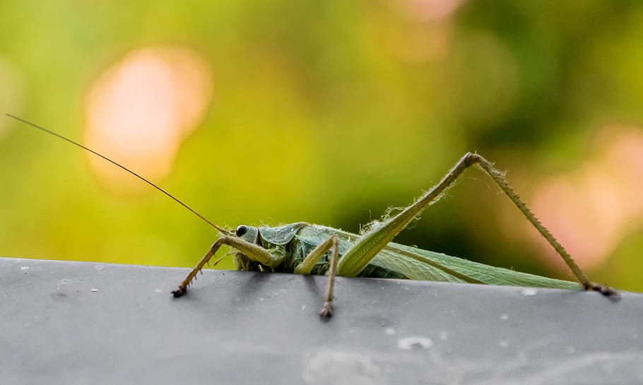 animals, grasshopper, green, insect, nature, animal themes HD wallpaper