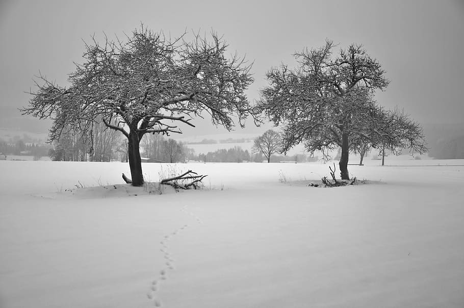 Wintry, Snow, Nature, Winter Trees, field, frosty, snow landscape HD wallpaper