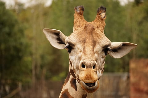 brown and gray giraffe during daytime, eyes, ears, head, animal HD wallpaper