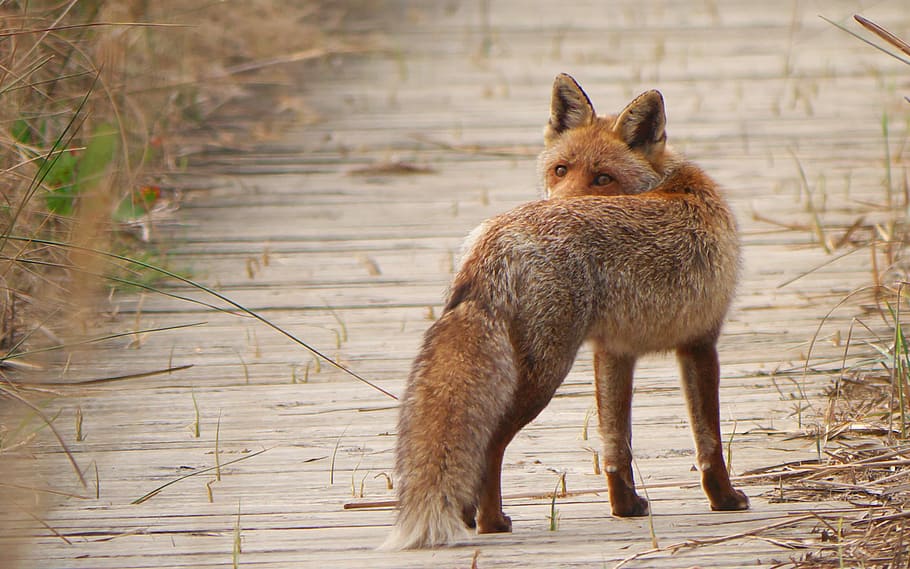 brown fox surrounded grass, fauna, predator, animal, animal themes HD wallpaper