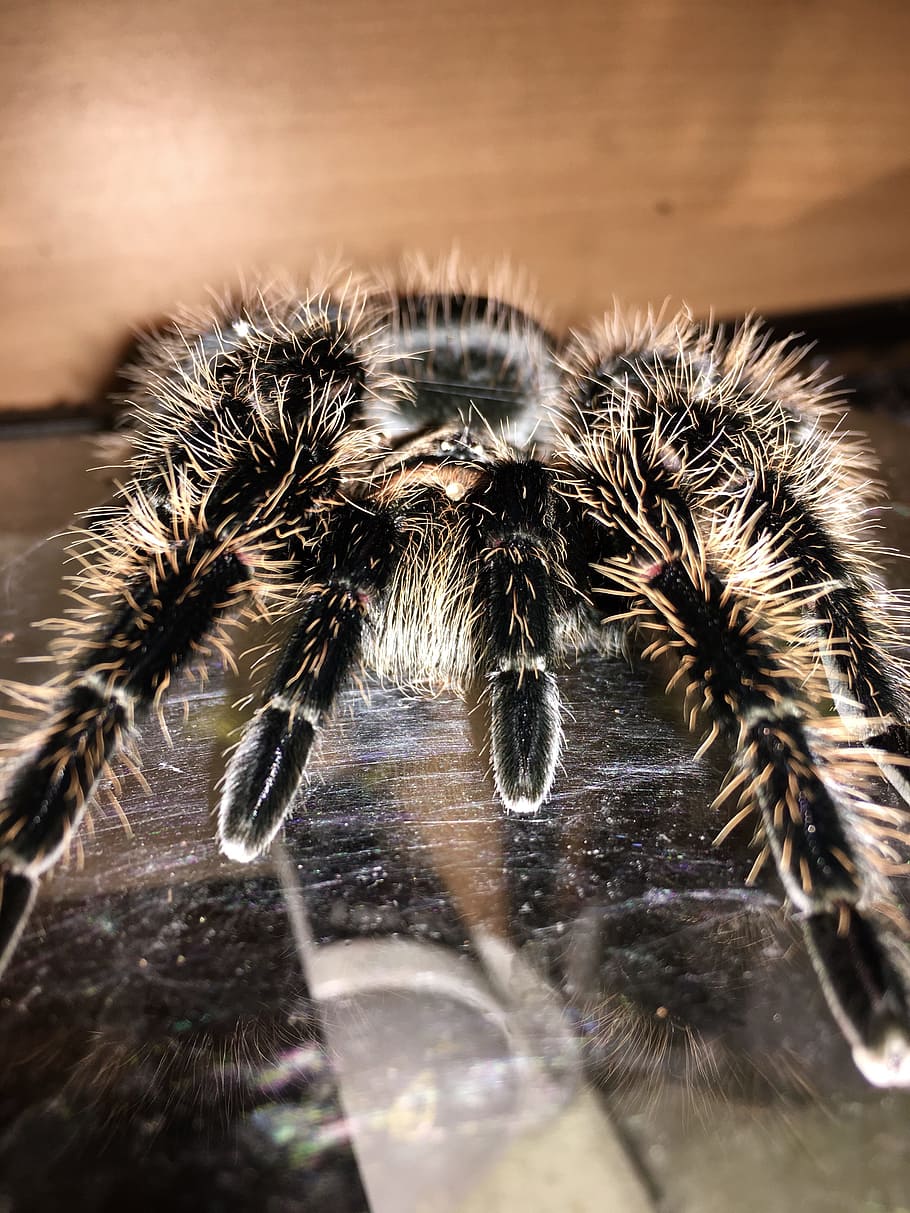 tarantula, spider, macro, hairy, terrarium, animal, close-up HD wallpaper