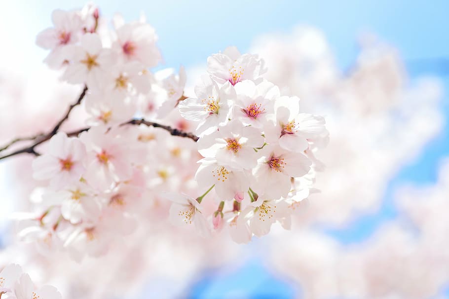 HD wallpaper: shallow focus photography of white flowers, japan ...