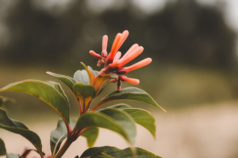 flower, nature, petal, orange, floral, spring, plant, natural HD wallpaper