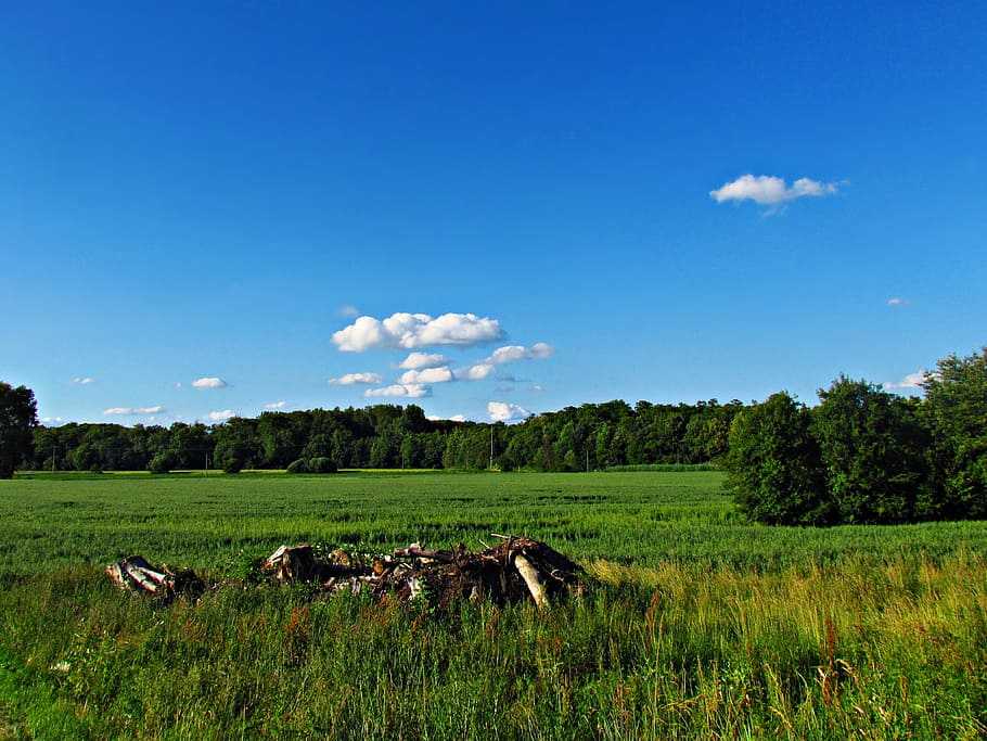 field, meadow, green, spring, summer, nature, landscape, grass HD wallpaper