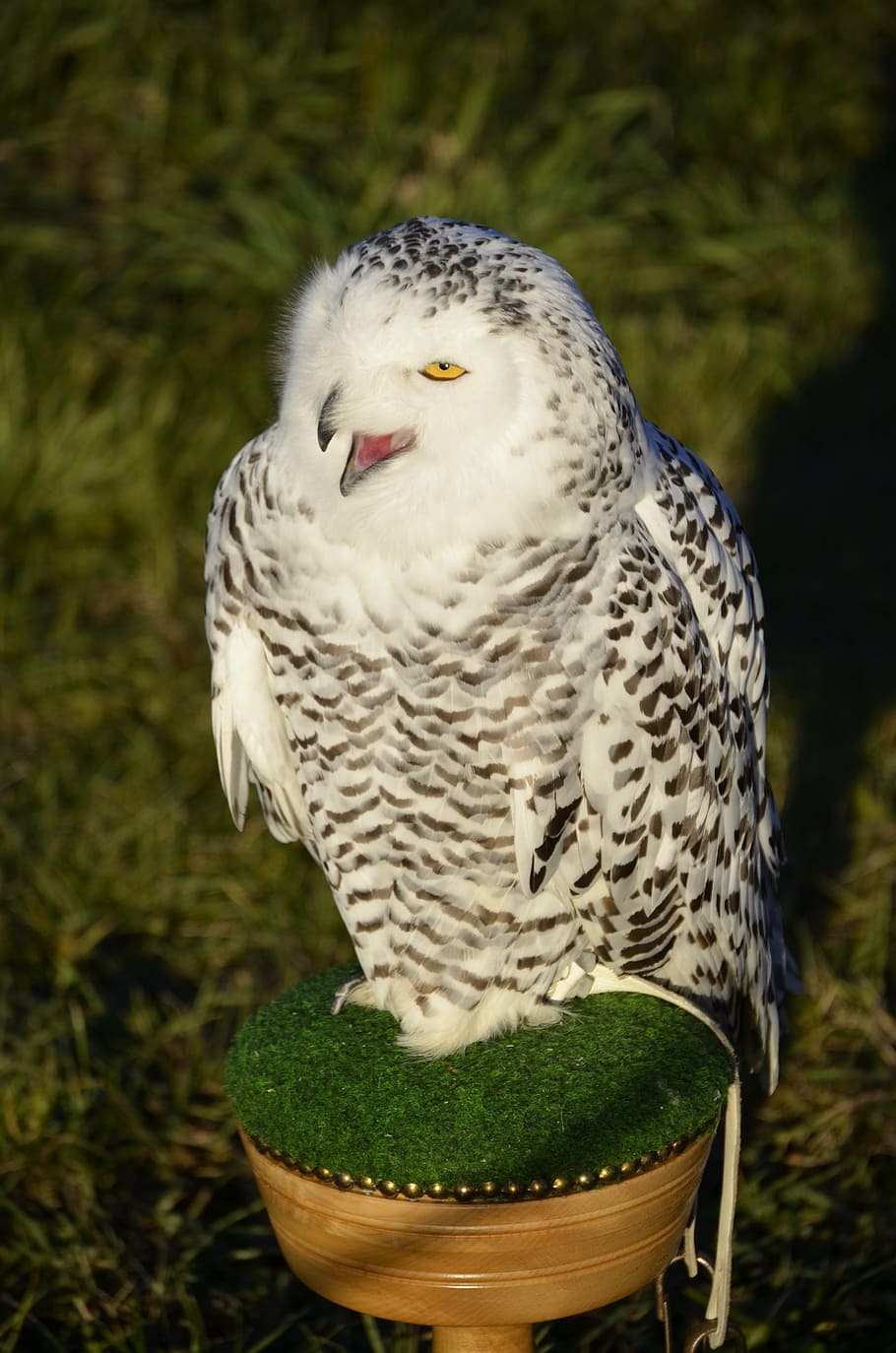 owl, eagle owl, feather, bird, raptor, falconry, plumage, view HD wallpaper