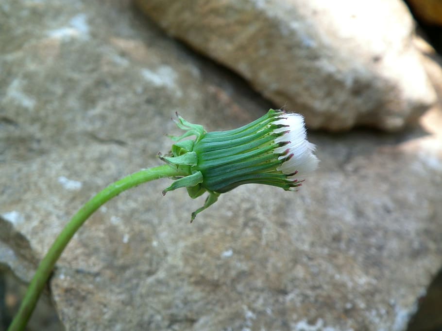 flower, dandelion, bud, white, a yellow flower, summer flowers HD wallpaper