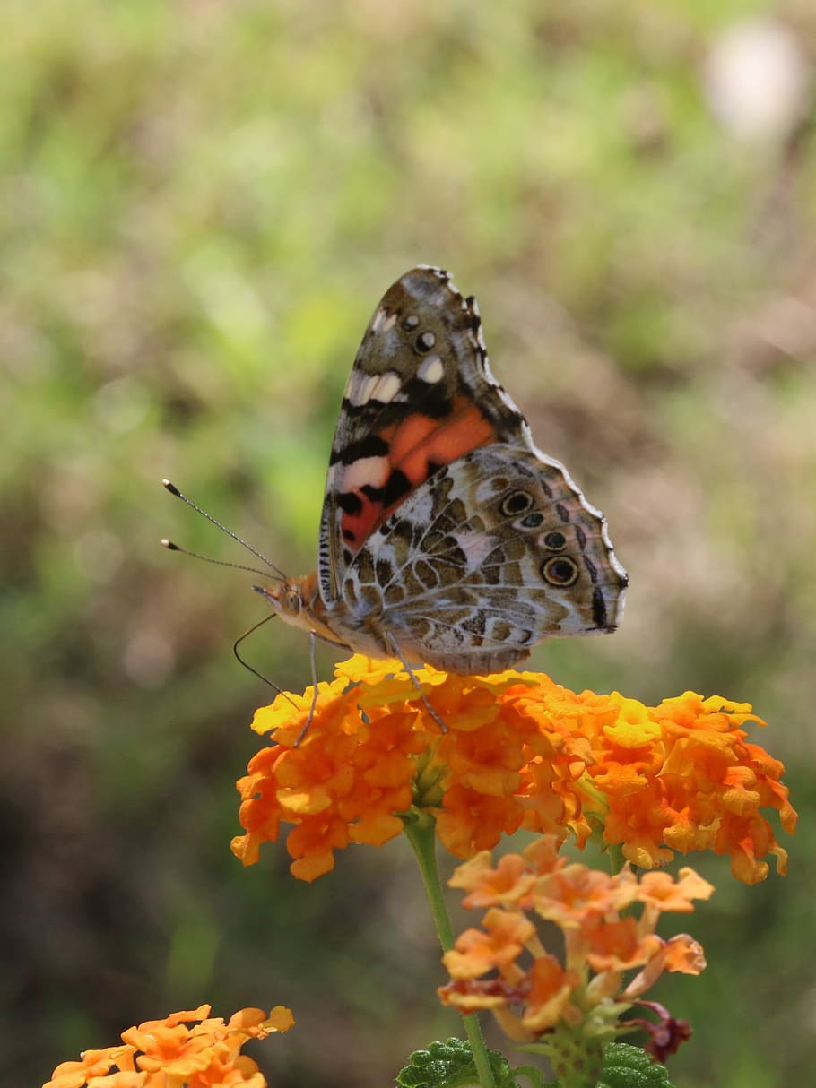 Butterfly, Macro, Close, green field, animal, spring, flower HD wallpaper
